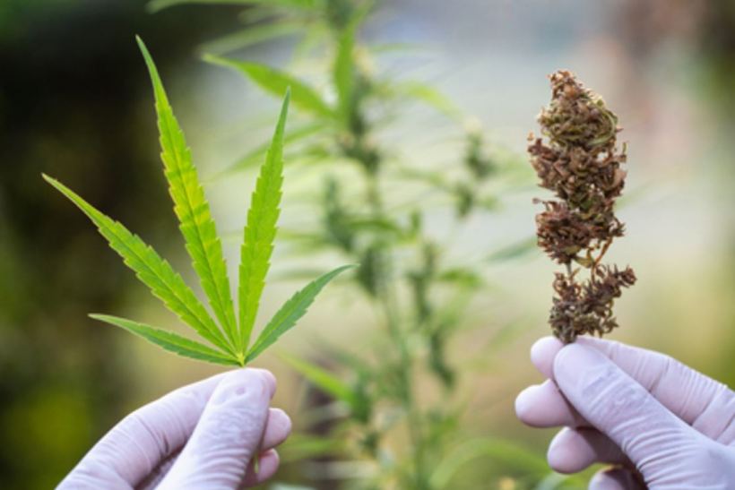 eco-friendly cannabis