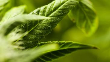 hermaphrodite cannabis plant