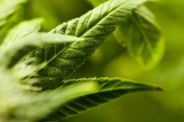 hermaphrodite cannabis plant