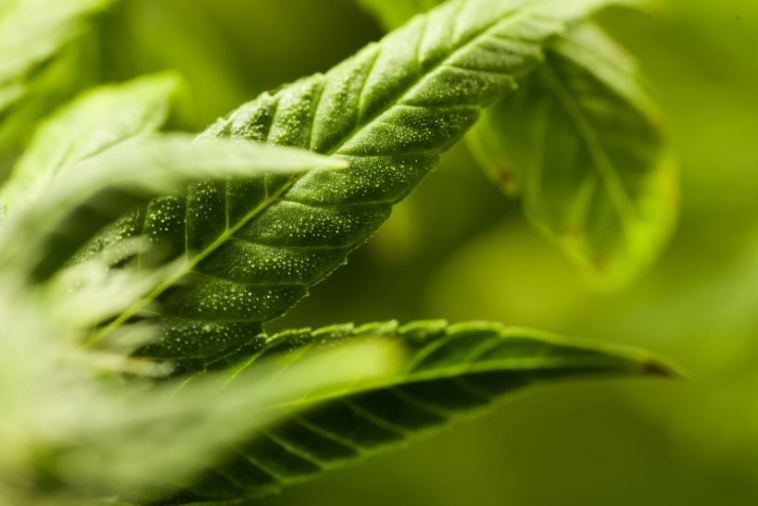 hermaphrodite cannabis plant