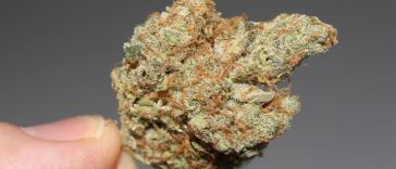 best marijuana strain for you