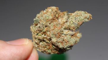 best marijuana strain for you