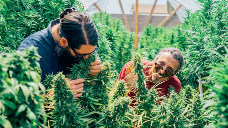 it-takes-a-village-to-start-a-home-cannabis-grow