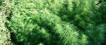 speed-up-flowering-of-outdoor-marijuana-plants