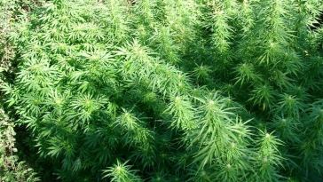 speed-up-flowering-of-outdoor-marijuana-plants