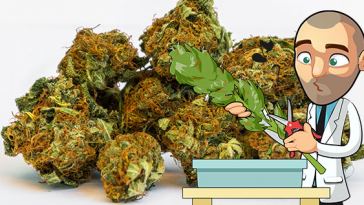 how-much-marijuana-can-i-yield-per-plant?-a-pound!