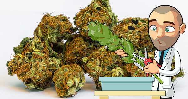 how-much-marijuana-can-i-yield-per-plant?-a-pound!