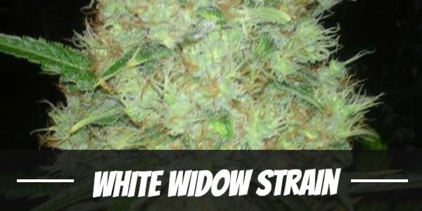 white-widow-strain