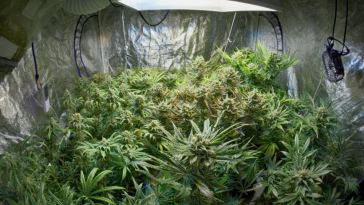 indoor cannabis grow