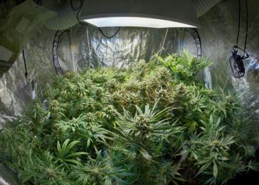 indoor cannabis grow