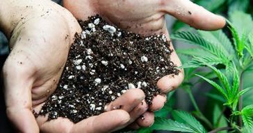 best-soil-for-outdoor-marijuana-plants