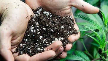 best-soil-for-outdoor-marijuana-plants