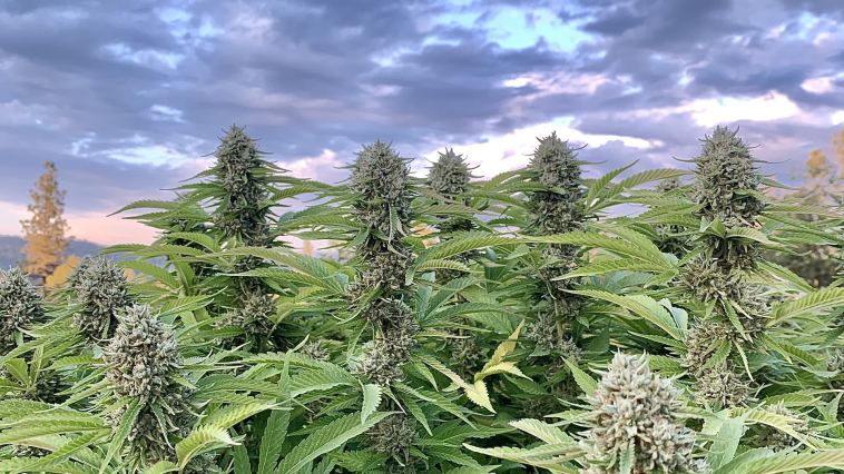 11-best-cannabis-strains-of-the-2021-harvest