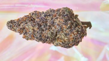 the-5-best-1:1-thc:cbd-strains-for-a-balanced-high