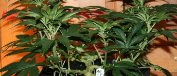 lollipopping-marijuana