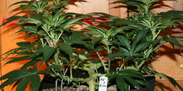 lollipopping-marijuana