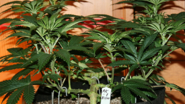 lollipopping-marijuana