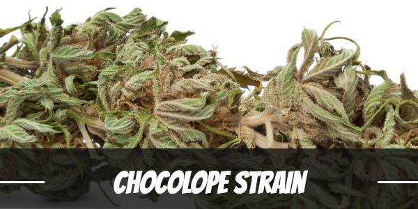 chocolope-strain
