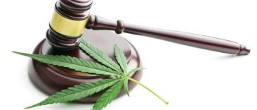 marijuana business legal requirements