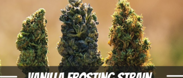vanilla-frosting-strain-information-and-review
