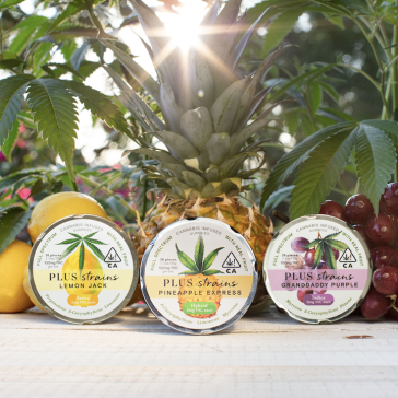 we-tried-it:-plus-strains-gummies