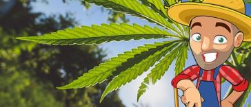 outdoor-marijuana-grow-calendar