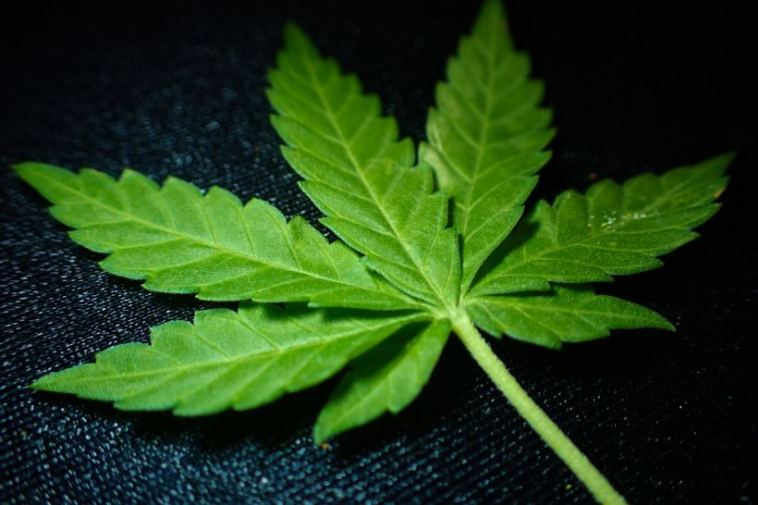 cbd versus delta 8 thc