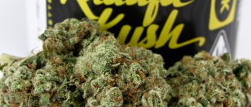 wiz-khalifa’s-‘khalifa-kush’-cannabis-cultivar-unboxing-and-review-2022