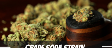 grape-soda-strain-information-and-review