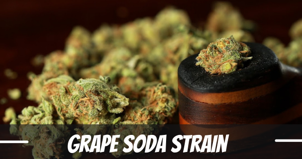 grape-soda-strain-information-and-review