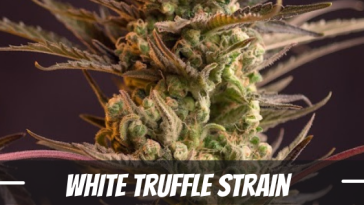 white-truffle-strain-information-and-review