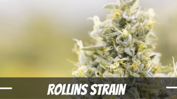 rollins-strain-information-and-review