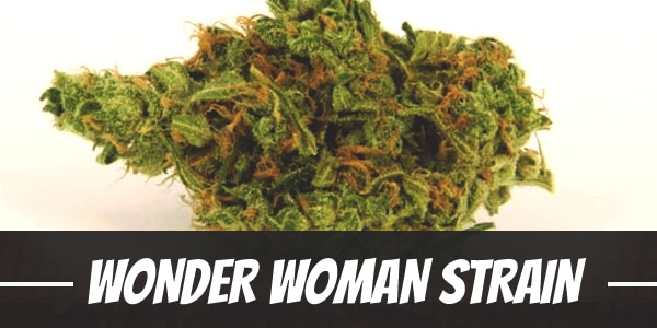 wonder-woman-strain