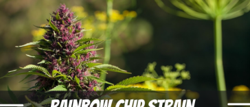 rainbow-chip-strain