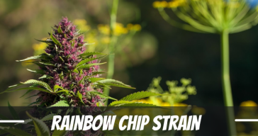 rainbow-chip-strain