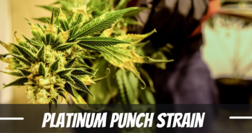 platinum-punch-strain