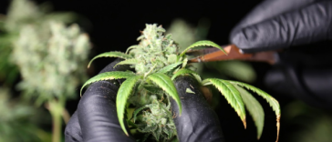 weed-trimming-guide