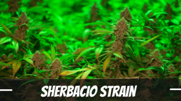 sherbacio-strain-review