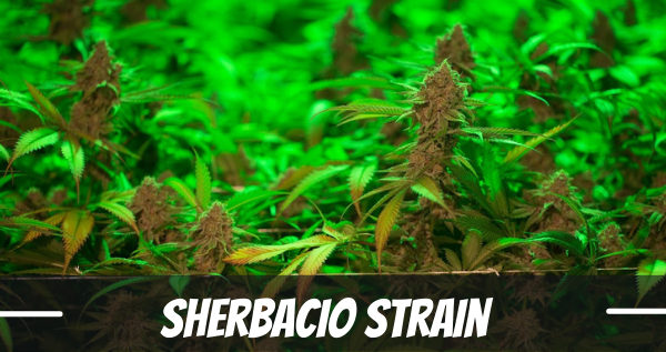 sherbacio-strain-review