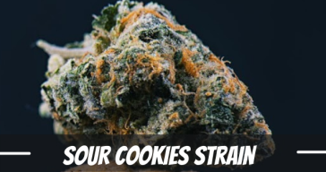 sour-cookies-strain-review