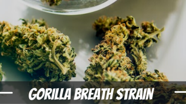 gorilla-breath-strain-review
