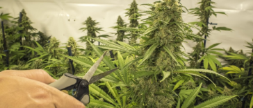 topping-cannabis-plants-to-increase-your-yield:-how-to-&-why