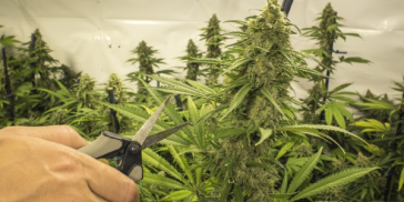 topping-cannabis-plants-to-increase-your-yield:-how-to-&-why
