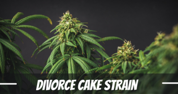 divorce-cake-strain-review