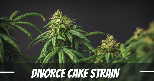 divorce-cake-strain-review