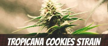 tropicana-cookies-strain