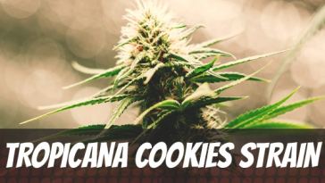 tropicana-cookies-strain