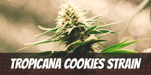 tropicana-cookies-strain