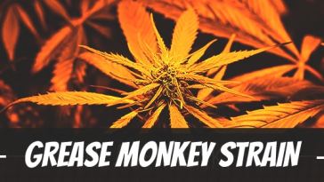 grease-monkey-strain