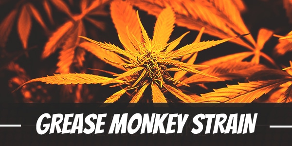 grease-monkey-strain